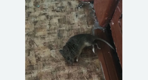 Дезинфекция от мышей в Малоархангельске