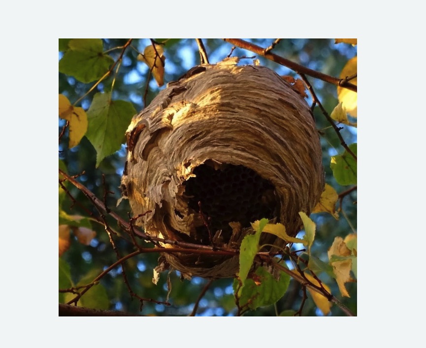 Обработка от шершней в Малоархангельске