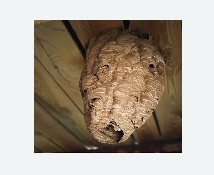 обработка от шершней в Малоархангельске