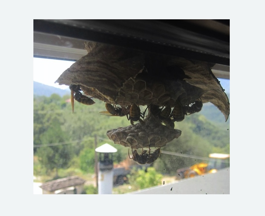 Уничтожение гнёзд шершней в Малоархангельске