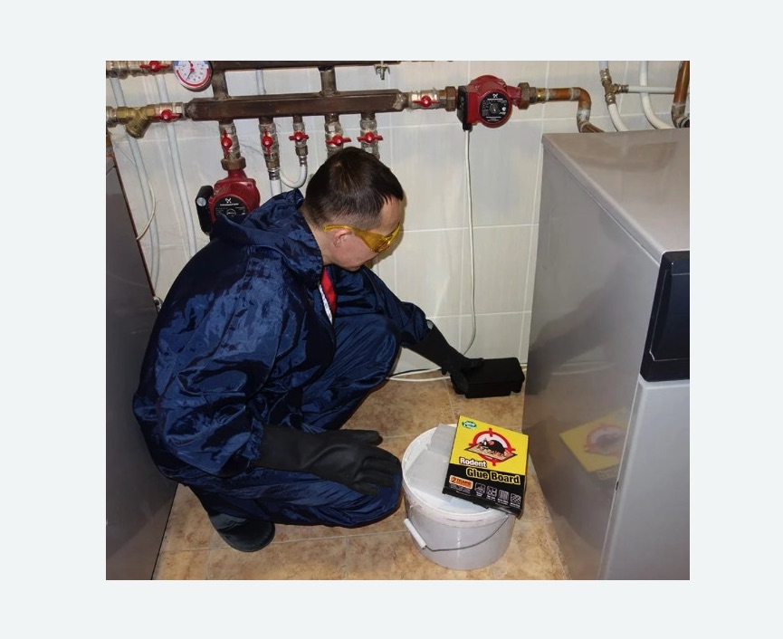 Уничтожение крыс в Малоархангельске