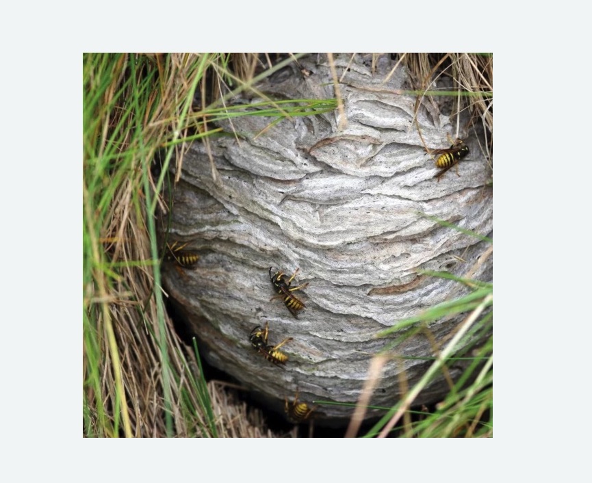 Уничтожение ос и ульев в Малоархангельске